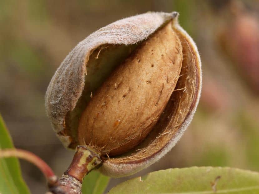 De Dónde Provienen las Almendras | Superalimentos | Biohacks Mexico