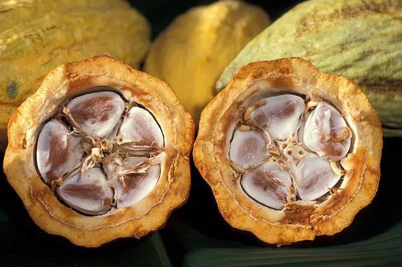 Orígenes del Cacao | Superfoods | Biohacks